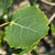 Populus tremula