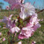 Prunus 'Accolade'