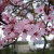 Prunus cerasifera 'Nigra'