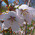 Prunus 'Hillieri Spire'