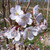Prunus 'Hillieri Spire'