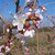 Prunus incisa