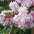Prunus 'Kiku-shidare-zakura'
