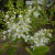 Prunus padus