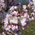 Prunus 'Pandora'