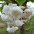 Prunus serrulata
