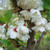 Prunus serrulata