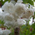 Prunus serrulata