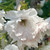 Prunus 'Shogetsu'