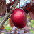 Prunus 'Trailblazer'