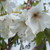 Prunus 'Ukon'