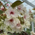 Prunus 'Ukon'