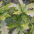 Quercus robur