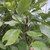 Sorbus aria 'Lutescens'