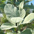 Sorbus aria 'Lutescens'