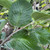 Sorbus aria 'Majestica'
