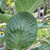 Sorbus aria 'Majestica'