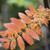 Sorbus aucuparia