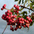 Sorbus hupehensis 'Pink Pagoda'