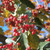 Sorbus intermedia
