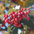 Sorbus intermedia