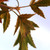 Sorbus torminalis