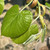 Tilia 'Petiolaris'