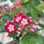 Crataegus laevigata 'Crimson Cloud'