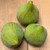 (Ficus) Fig Desert King