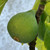 (Ficus) Fig Desert King