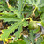 (Ficus) Fig Ice Crystal