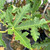 (Ficus) Fig Ice Crystal