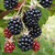 (Rubus) Blackberry Chester