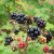 (Rubus) Blackberry Himalayan Giant