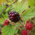 (Rubus) Blackberry Loch Ness