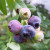 (Vaccinium) Blueberry Bluecrop