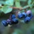 (Vaccinium) Blueberry Elizabeth