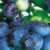 (Vaccinium) Blueberry Patriot