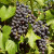 (Vitis) Grape Muscat Bleu