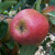 Apple - Adam's Pearmain
