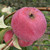 Apple - Emperor Alexander