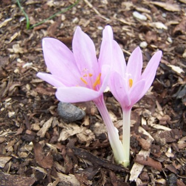 Colchicum autumnale