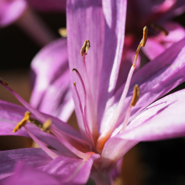 Colchicum cilicicum 'Purpureum'