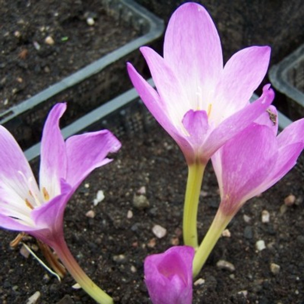 Colchicum giganteum