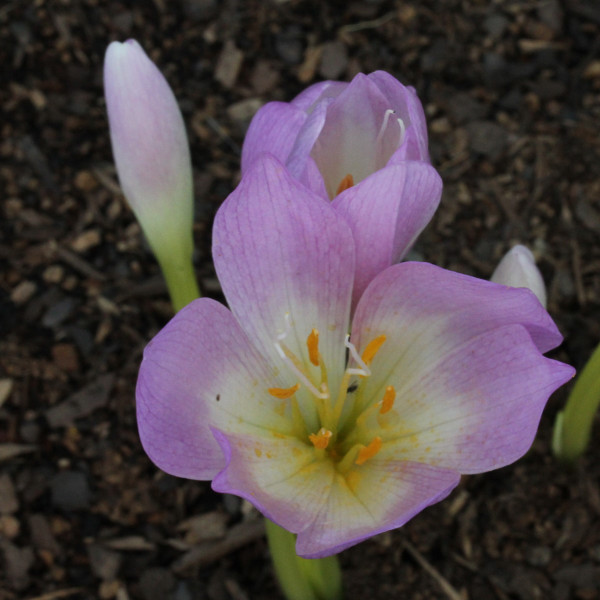 Colchicum 'Larisa'