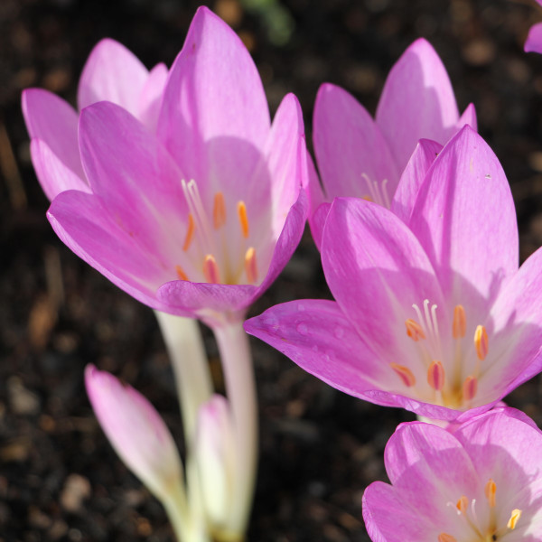 Colchicum speciosum 'Zigana'