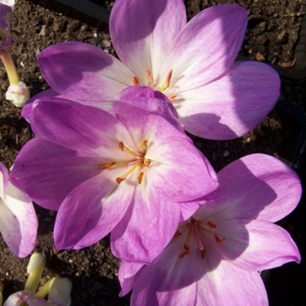 Colchicum 'The Giant'