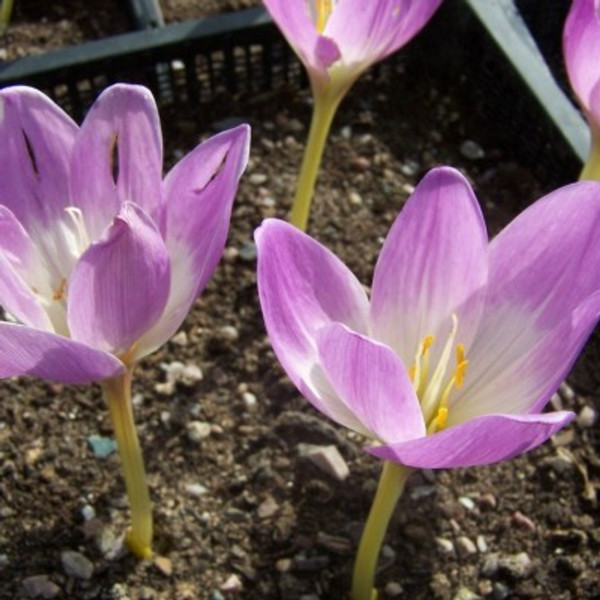 Colchicum 'William Dykes'