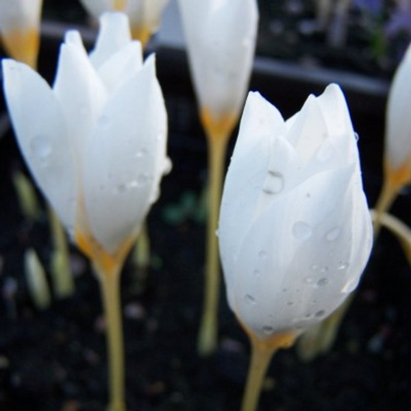 Crocus pulchellus 'Albus'