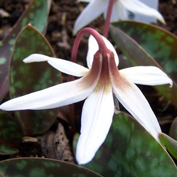 Erythronium dens-canis